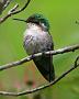 Hummingbird Garden Photo: Green-Tailed Emerald